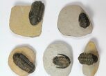 Lot: Assorted Devonian Trilobites - Pieces #119915-1